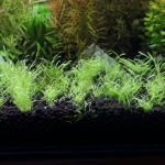 植栽から57日目　ウォーターローン